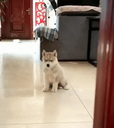 I Wasn't Expecting This (15 gifs)