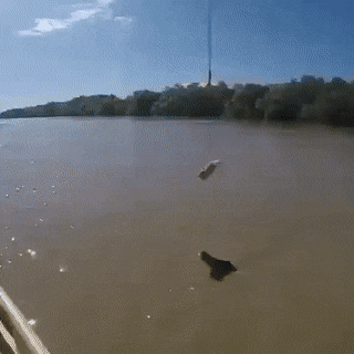Acid Gifdump, April 29 (25 gifs)