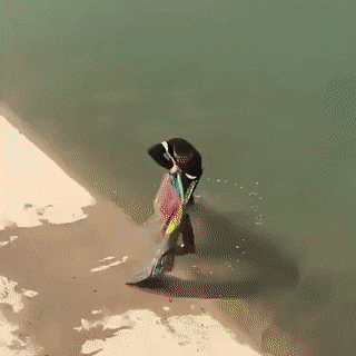 Acid Gifdump, April 29 (25 gifs)