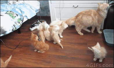 Cats Freaking Out (17 gifs)