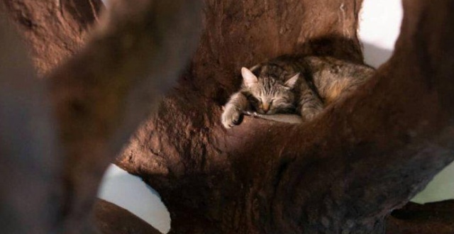 A Tree House For A Cat (5 pics)