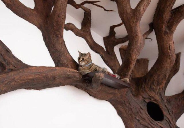 A Tree House For A Cat (5 pics)