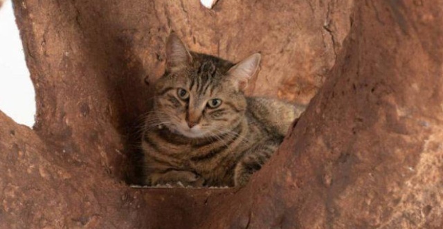 A Tree House For A Cat (5 pics)