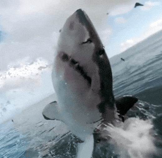 Amazing Sharks (15 gifs)