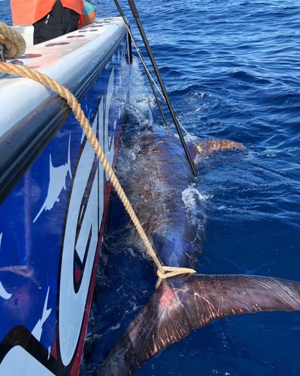 Giant Swordfish (13 pics)