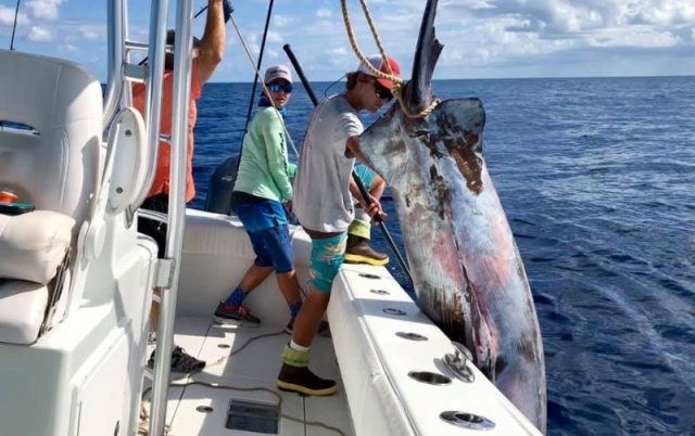 Giant Swordfish (13 pics)