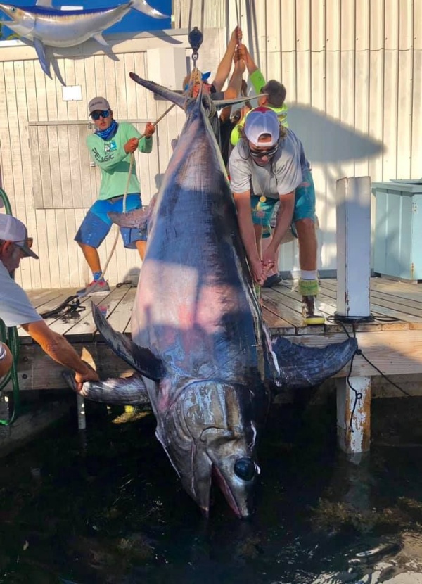 Giant Swordfish (13 pics)