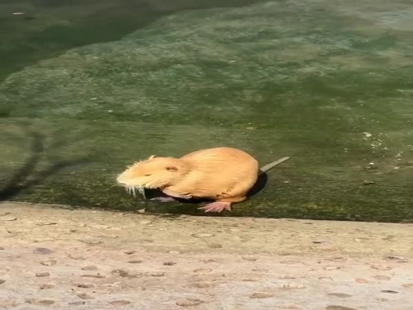 This Rodent Keeping Itself Clean