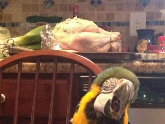 These Animals Are So Cool (40 pics)