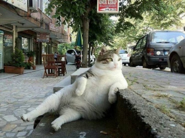 These Animals Are So Cool (40 pics)