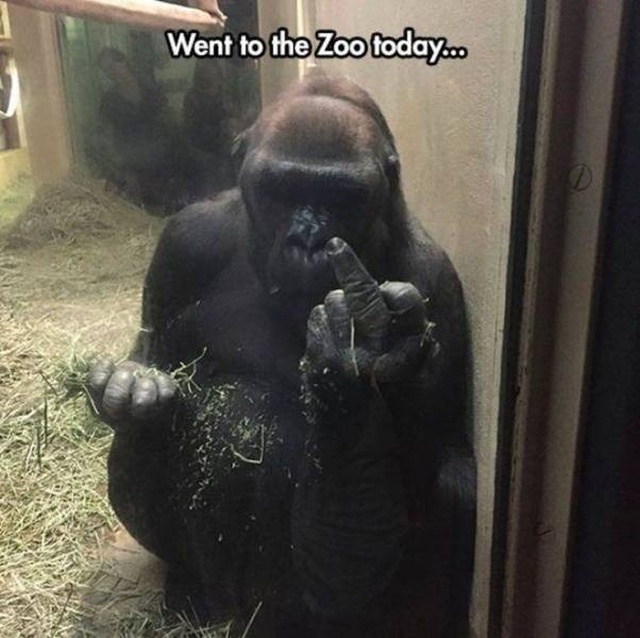 Acid Picdump (70 pics)