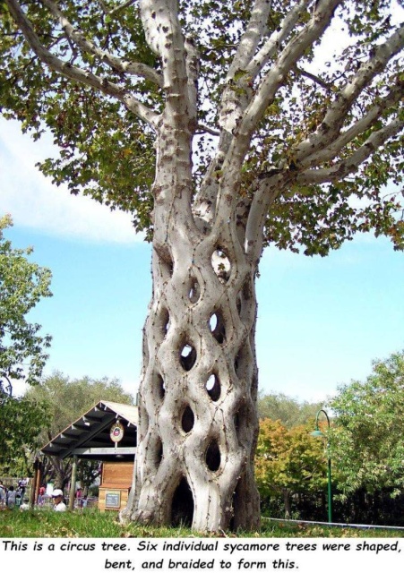 Acid Picdump (70 pics)