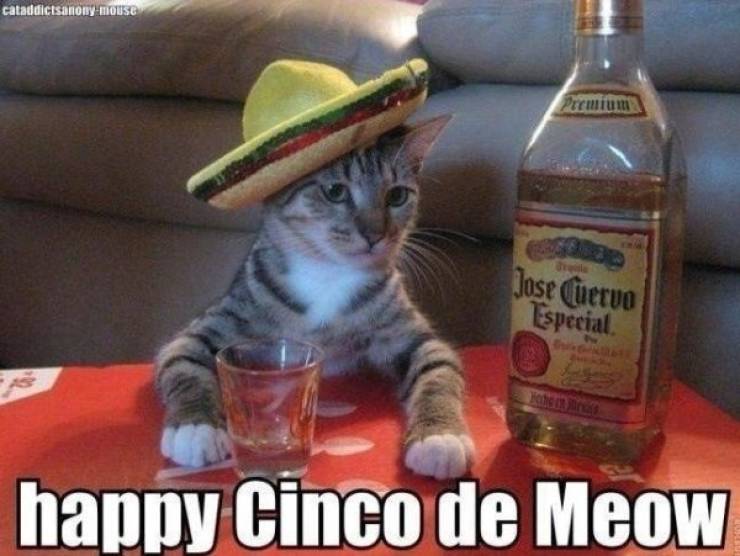 Cinco De Mayo Memes And Taco Dreams (22 pics)