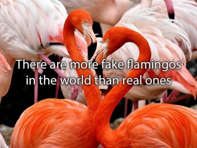 Amazing Facts (22 pics)
