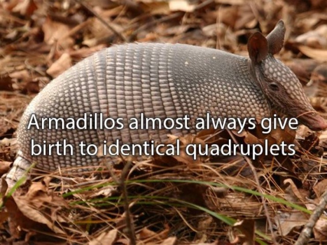 Amazing Facts (22 pics)