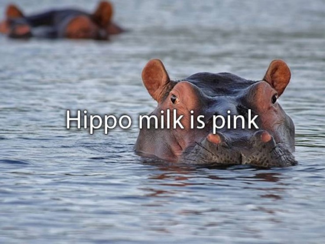 Amazing Facts (22 pics)