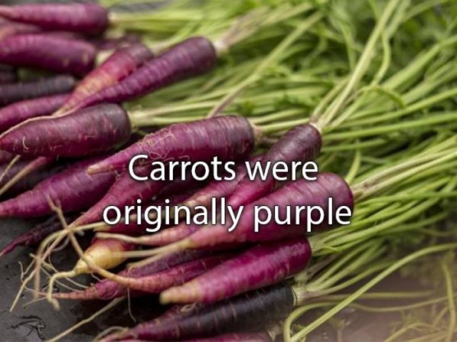 Amazing Facts (22 pics)