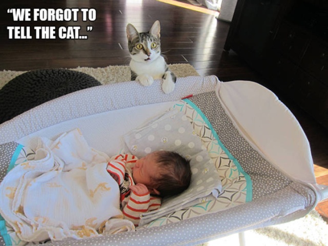 Funny Cats (21 pics)