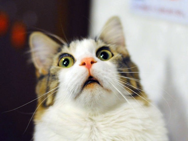 Funny Cats (21 pics)