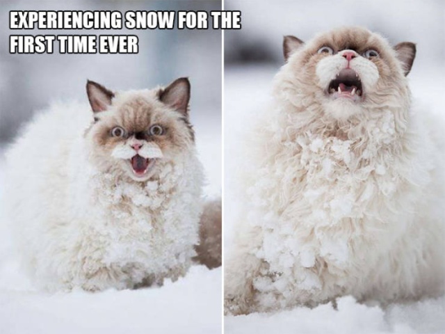 Funny Cats (21 pics)