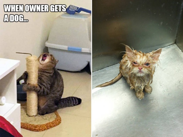 Funny Cats (21 pics)