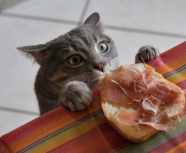 Funny Cats (21 pics)