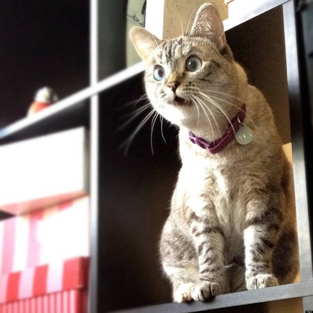 Funny Cats (21 pics)