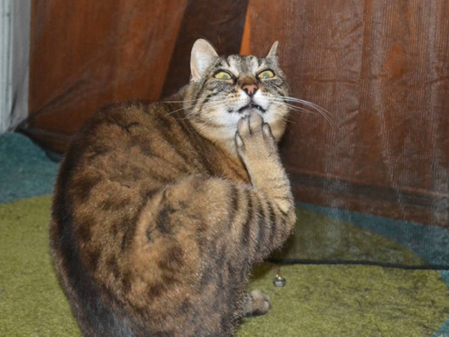 Funny Cats (21 pics)