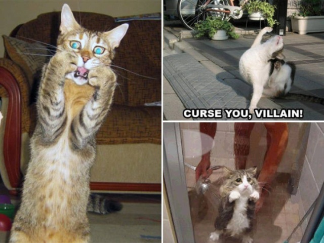 Funny Cats (21 pics)