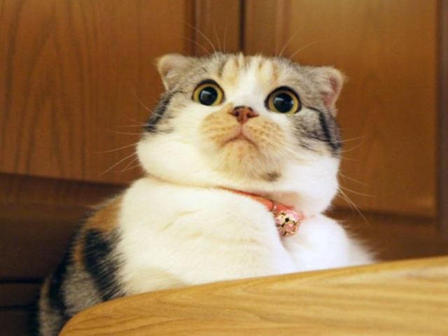 Funny Cats (21 pics)