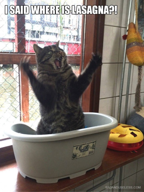 Funny Cats (21 pics)
