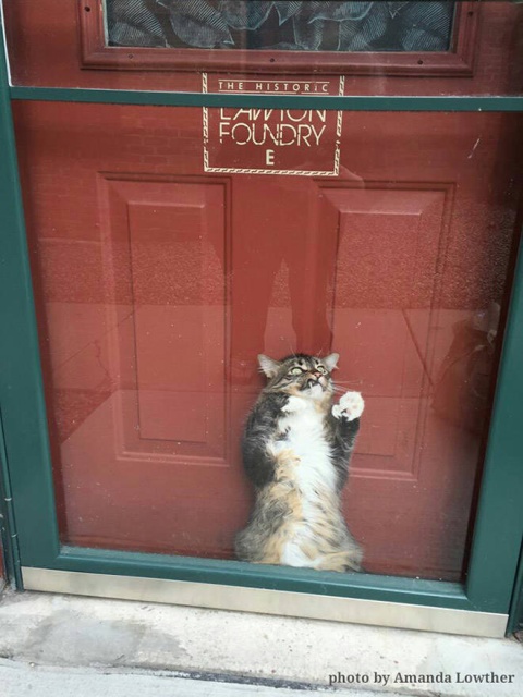 Funny Cats (21 pics)