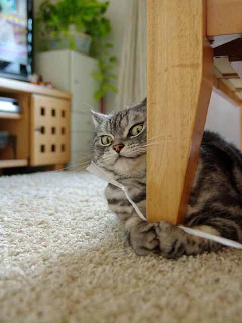 Funny Cats (21 pics)