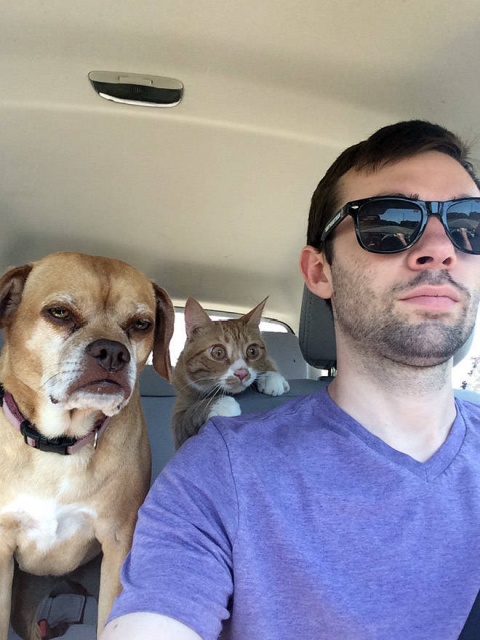 Funny Cats (21 pics)