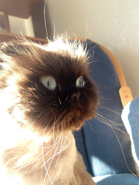 Funny Cats (21 pics)