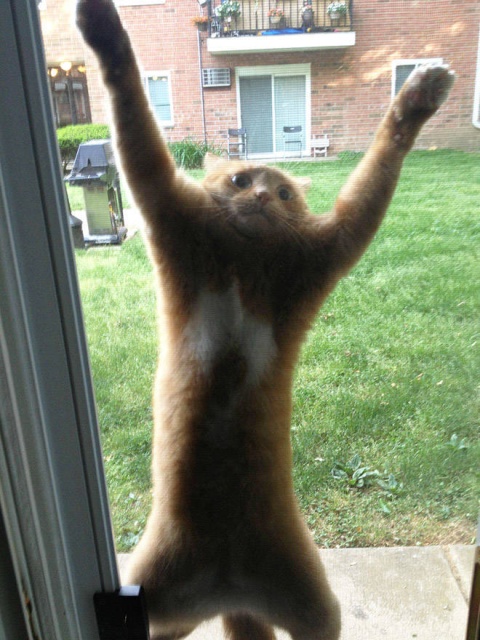Funny Cats (21 pics)