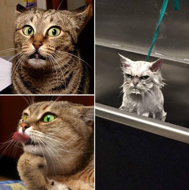 Funny Cats (21 pics)
