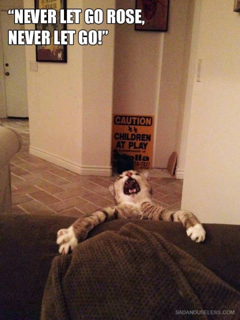 Funny Cats (21 pics)