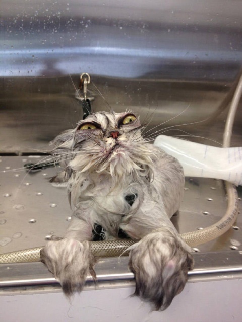 Funny Cats (21 pics)