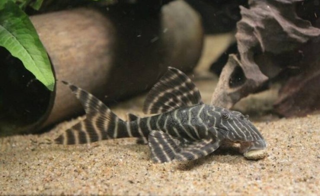 When Aquarium Fish Reaches 25 Years Of Age (6 pics)