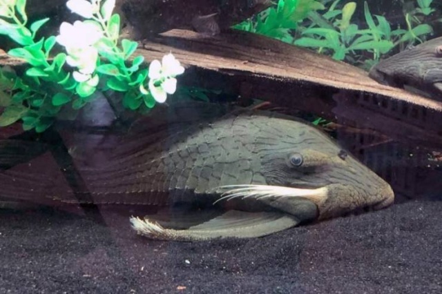 When Aquarium Fish Reaches 25 Years Of Age (6 pics)