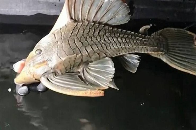 When Aquarium Fish Reaches 25 Years Of Age (6 pics)