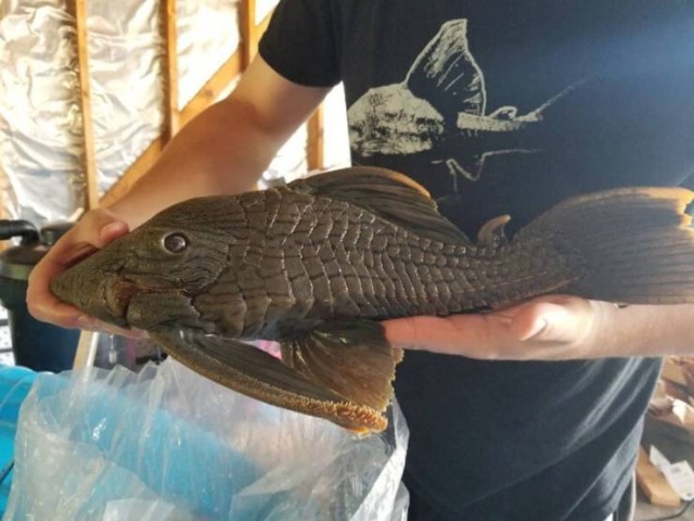 When Aquarium Fish Reaches 25 Years Of Age (6 pics)
