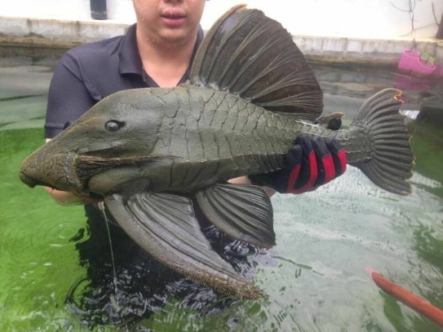 When Aquarium Fish Reaches 25 Years Of Age (6 pics)