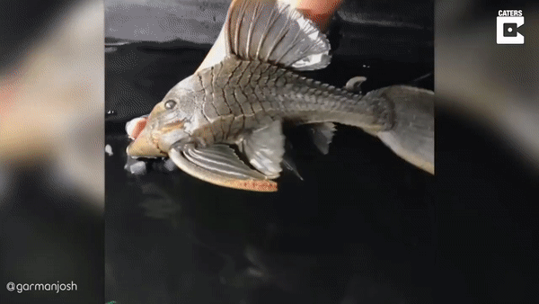 When Aquarium Fish Reaches 25 Years Of Age (6 pics)