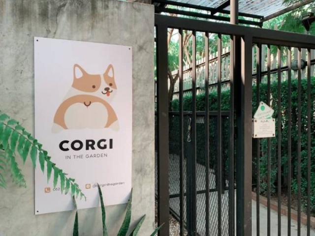 Corgi Café In Thailand (15 pics)
