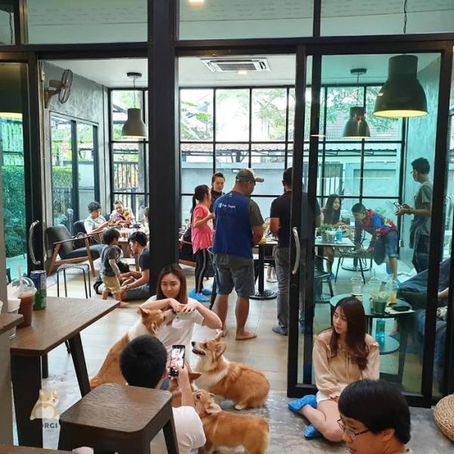 Corgi Café In Thailand (15 pics)