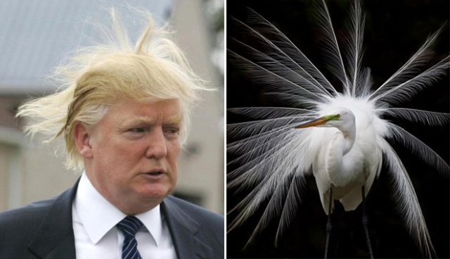 Things That Look Like Trump (24 pics)