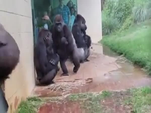 Gorillas Don't Like Rain Very Much