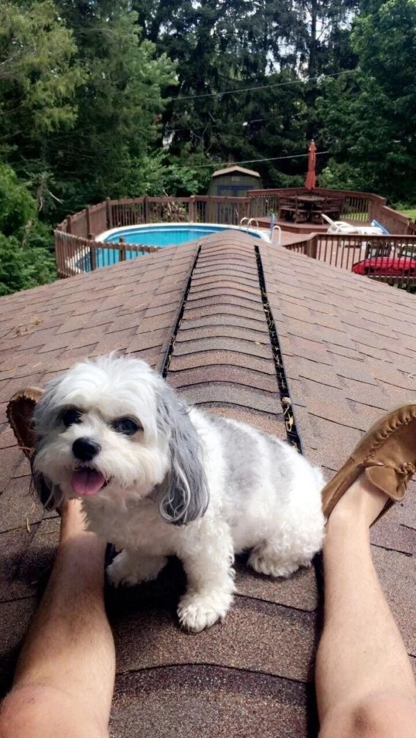 Dogs On The Roofs (24 pics)